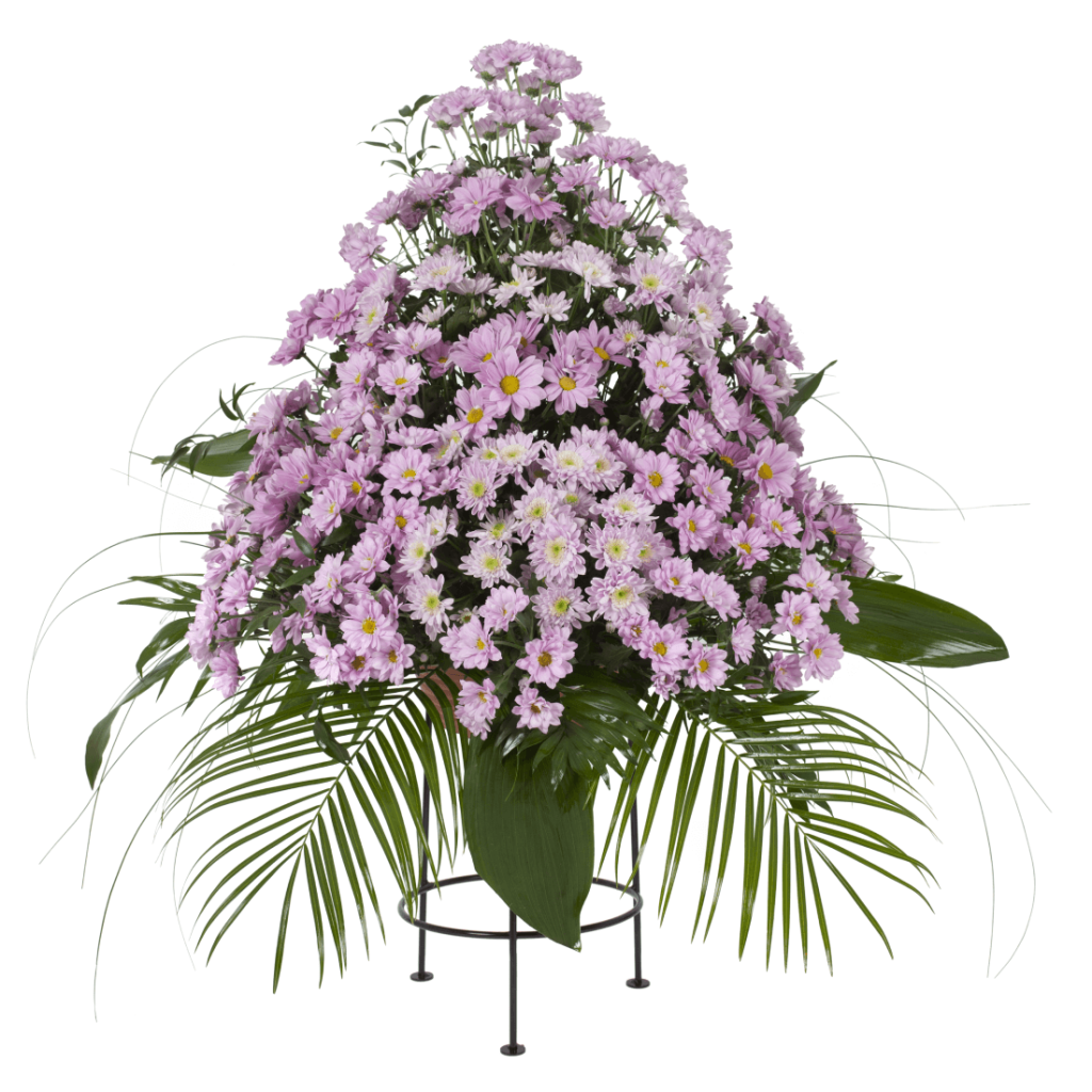 Variace fialové kopretinové chryzantémy