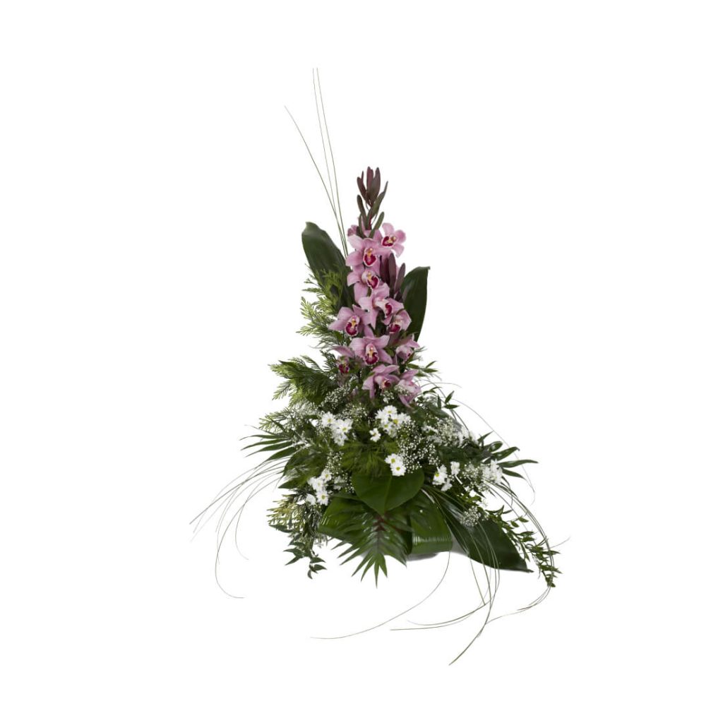 Variace Cymbidium