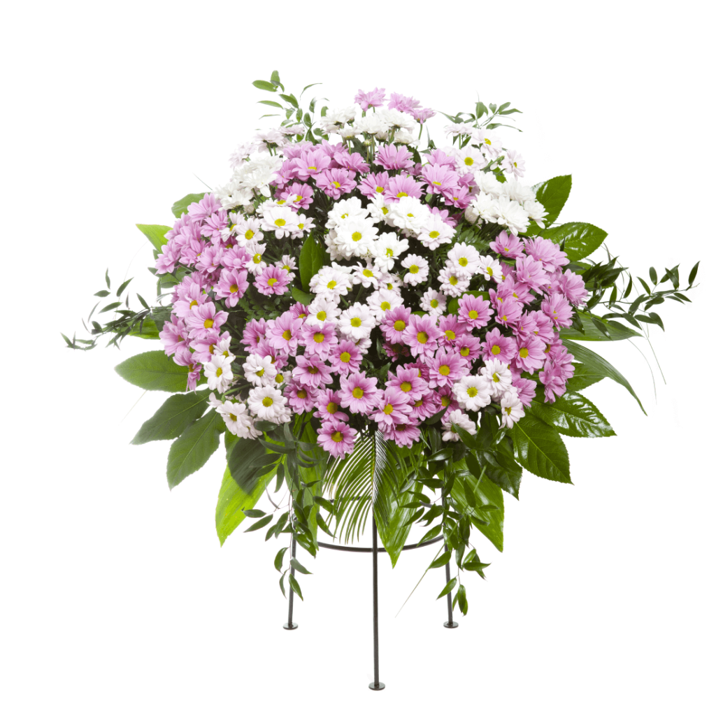 Aranžmá kopretinové chryzantémy růžovo-fialové